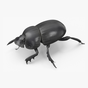 Soil Beetle Crawling Fur 3D model