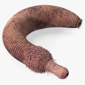 3D Ottoia Cambrian Sea Worm Fossil