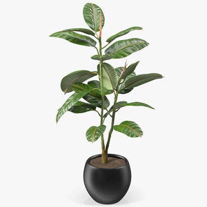 Rubber Tree Plant in Pot 3D model