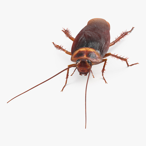 3D Animated Cockroach Creeps Rigged for Maya