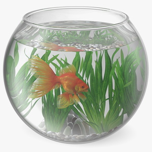 3D Round Aquarium with GoldFish model