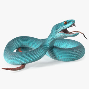 3D Attacking Blue Snake Trimeresurus model