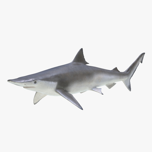 3D model Spadenose Shark