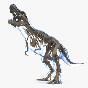 Tyrannosaurus Rex Skeleton Fossil with Skin Standing Pose 3D