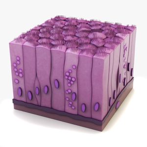 Ciliated Epithelium for 3D Print 3D