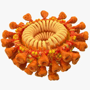 Coronavirus SARS-CoV Cross Section 3D model