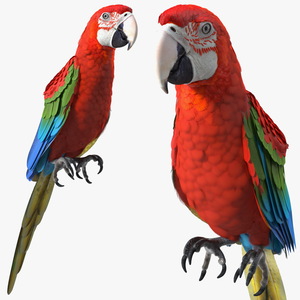 Red and Green Macaw Parrot Sitting Pose 3D model