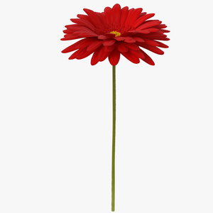 3D Red Gerbera Flower model