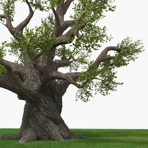 Ancient Twisted Oak Tree on Grass Fur 3D