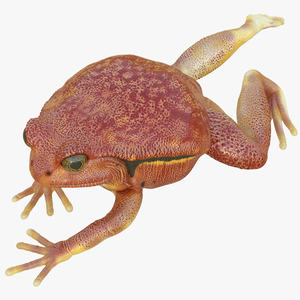 3D Tomato Frog Pose 3 model