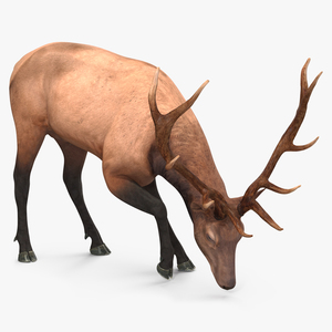 Cervus Canadensis 3D