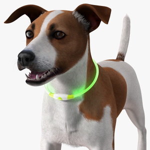 3D Jack Russell Terrier Wearing LED Collar Fur model