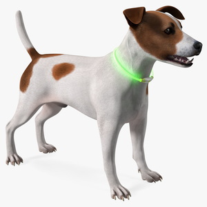 3D Jack Russell Terrier with LED Collar