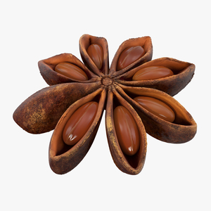 3D model Star Anise