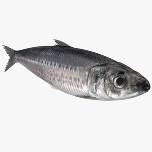 3D Fresh Sardine Fish model