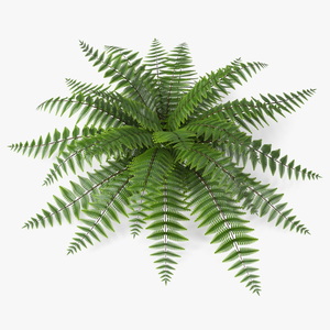 3D model Realistic Fern Plant