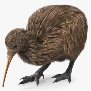 Cute Kiwi Bird 3D model