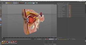 3D Eye Anatomy Cross-Section Right