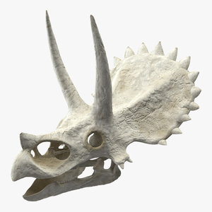 Triceratops Skull 3D