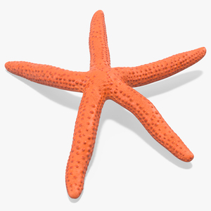 3D Red Starfish Lying Pose model