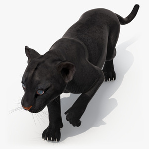 3D Black Panther Cub Sneaking Pose