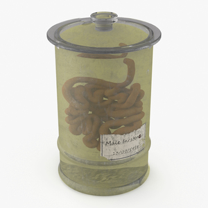 3D Human Small Intestine in Old Glass Jar model