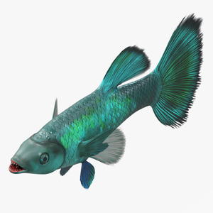 3D model Guppy Fish Malachite