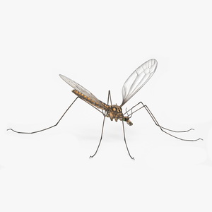 Crane Fly Mosquito Fur 3D