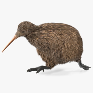 3D Run Pose Kiwi Bird model