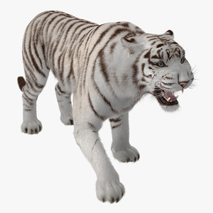 3D model White Tiger Roar with Fur