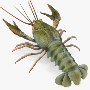 Paranephrops Rigged 3D model