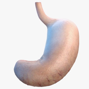 3D Human Stomach model