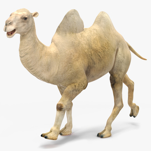 Bactrian Camel Light Colored Rigged for Cinema 4D 3D model