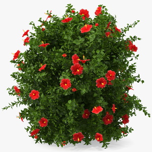 Flowering Hibiscus Bush Red 3D