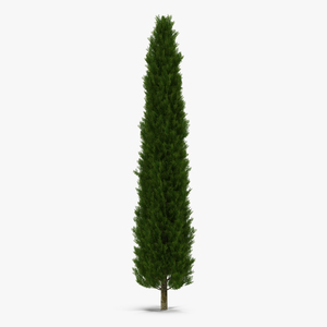 Cypress Tree 2 3D model