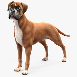 3D model Boxer Dog Fur Rigged