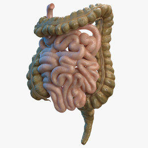 3D Human Small Inestines and Colon