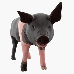 Hampshire Pig Piglet Rigged 3D