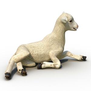 3D Lamb Pose 4