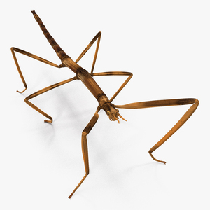 3D Stick Insect Brown model