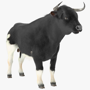 3D Black Bull Fur Rigged