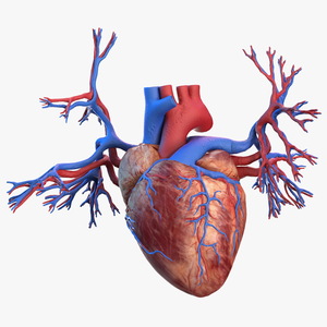 3D Human Heart and Bronchi model