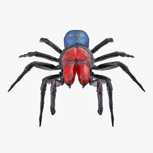 3D Missulena Occatoria Spider