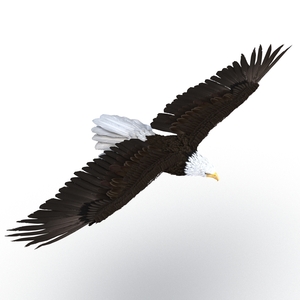 Bald Eagle Pose 3 3D