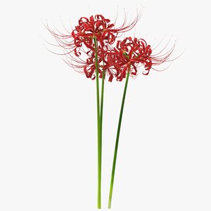 Spider Lily Flowers Bouquet 3D