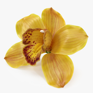 Cymbidium Hybrid Orchid Yellow Fur 3D model