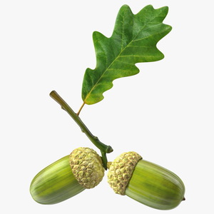 Green Acorns with Leaf 3D