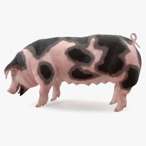 3D model Pig Sow Peitrain Standing Pose