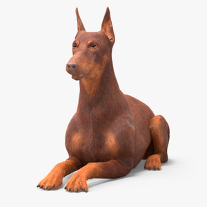 3D Doberman Dog Brown Lying Down Fur model