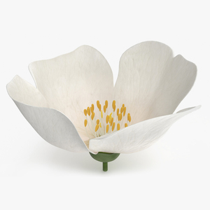 Jasmine Flower 3D model